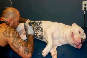 Governo sanciona lei que proíbe tatuagens e piercings em cães e gatos