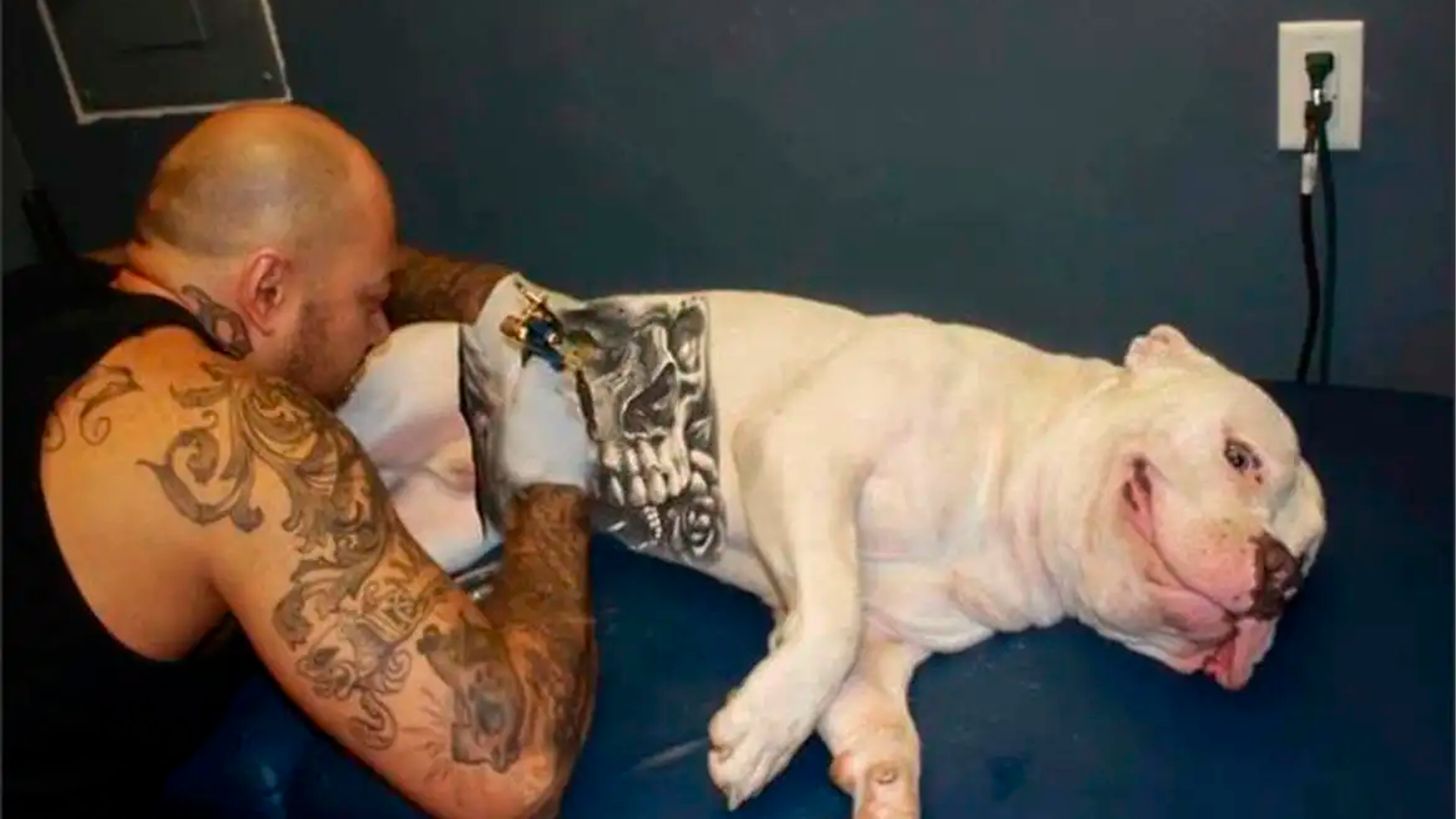 Governo sanciona lei que proíbe tatuagens e piercings em cães e gatos