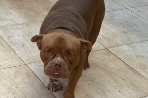 Homem é preso após estrangular e matar cachorro em Iracemápolis