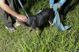 Cachorra resgatada