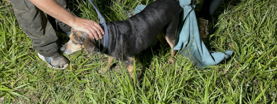 Cachorra resgatada