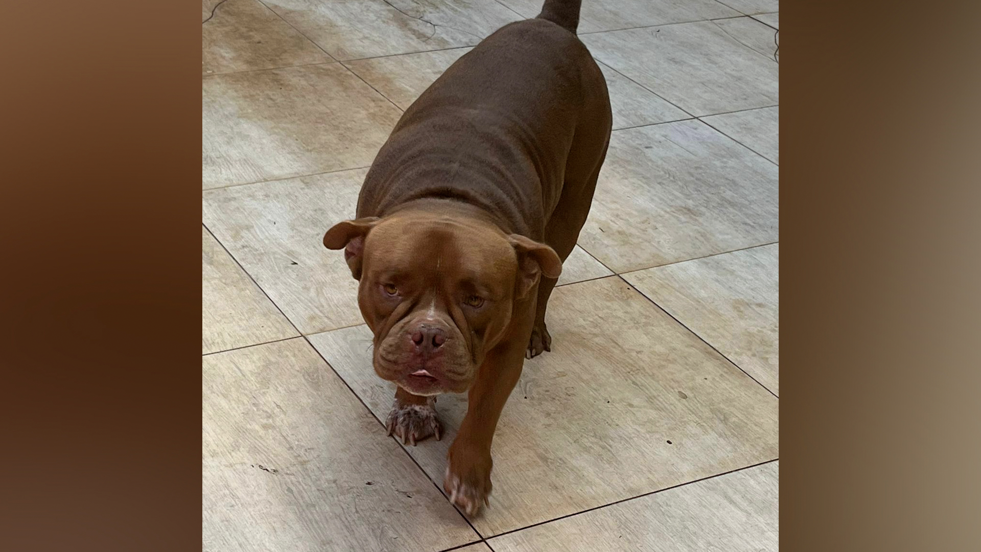 Justiça liberta homem que matou cachorro em Iracemápolis