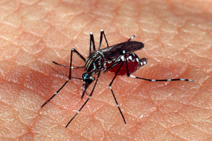 Limeira confirma sétima morte por dengue em 2025