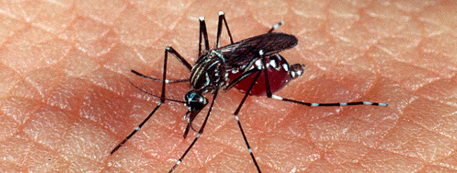 Limeira confirma sétima morte por dengue em 2025