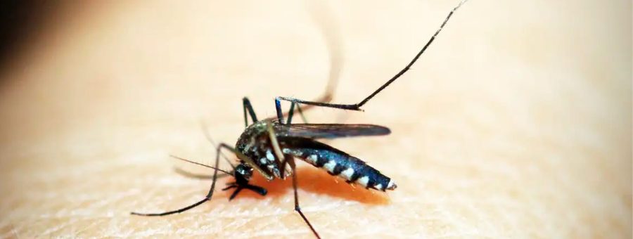 Limeira registra mais dois óbitos por dengue