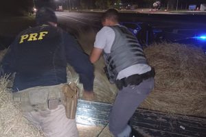 Mais de 400 kg de maconha são encontrados em carga de feno