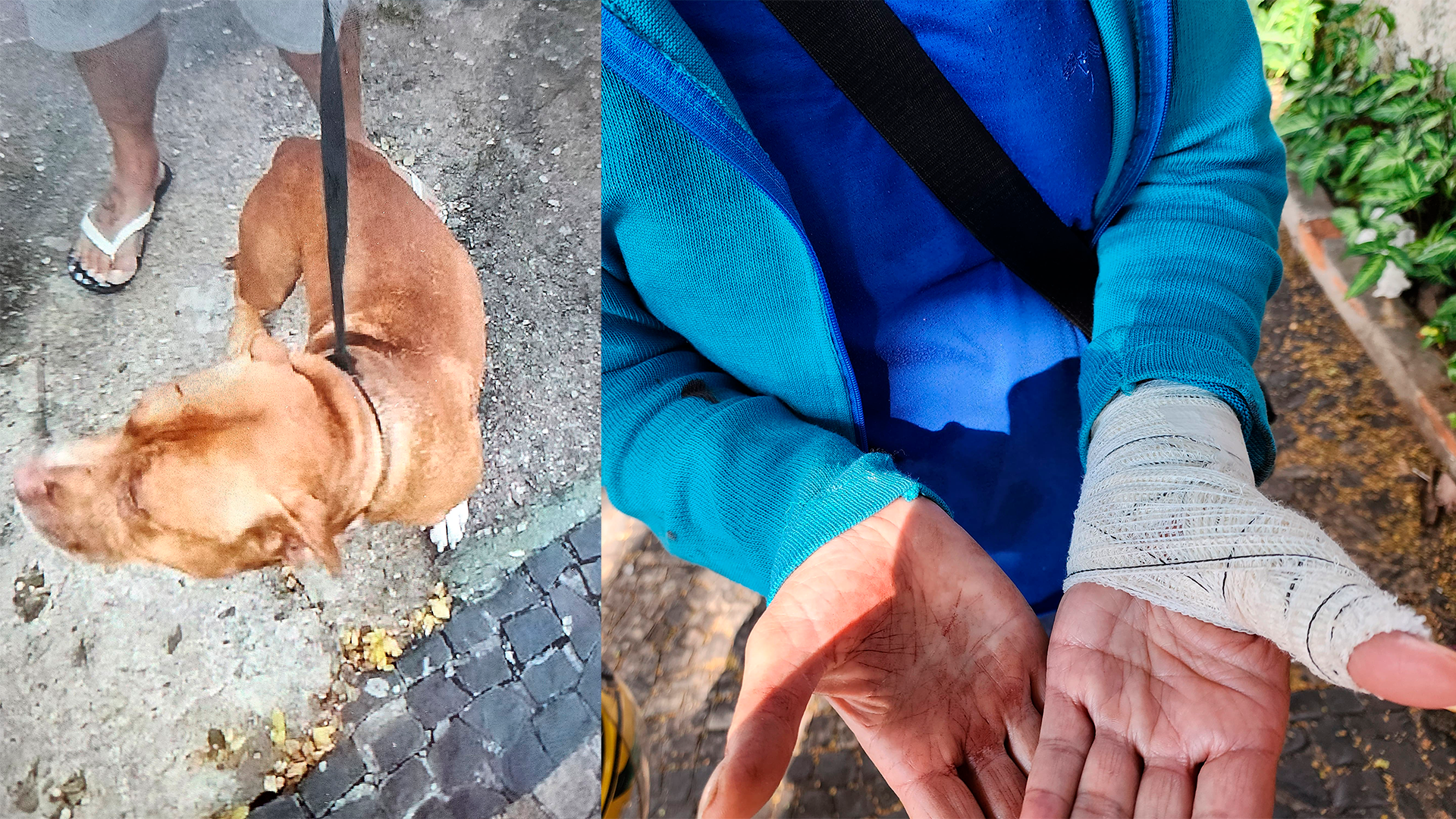 Pitbull ataca idosa e mata cadelinha de estimação em Limeira