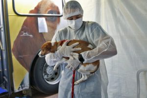Próximo mutirão de castração de cães e gatos será no Pq Cidade