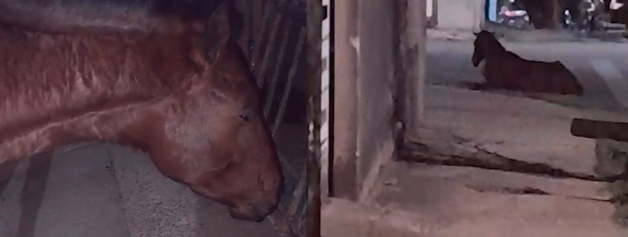 Animais soltos no Geada causam transtorno
