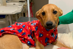 Cachorro resgatado por suspeita de maus-tratos ficou paraplégico