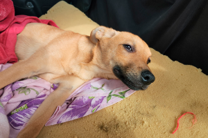 Cão é resgatado ferido no Jd. São Manoel, em Limeira; GCM suspeita de caso de maus-tratos