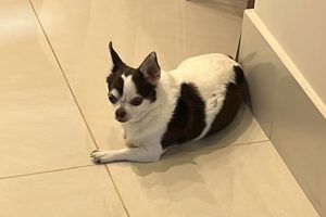 Cão que havia sido levado em roubo de veículo é localizado; carro foi recuperado
