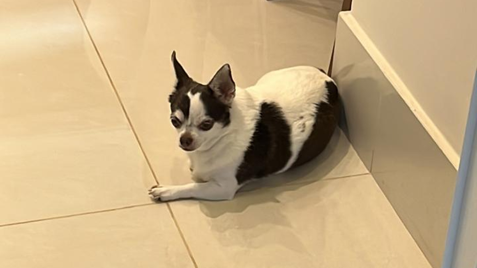 Cão que havia sido levado em roubo de veículo é localizado; carro foi recuperado