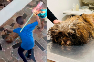 Criança de 9 anos é flagrada agredindo cachorro na Vila Santa Rosália