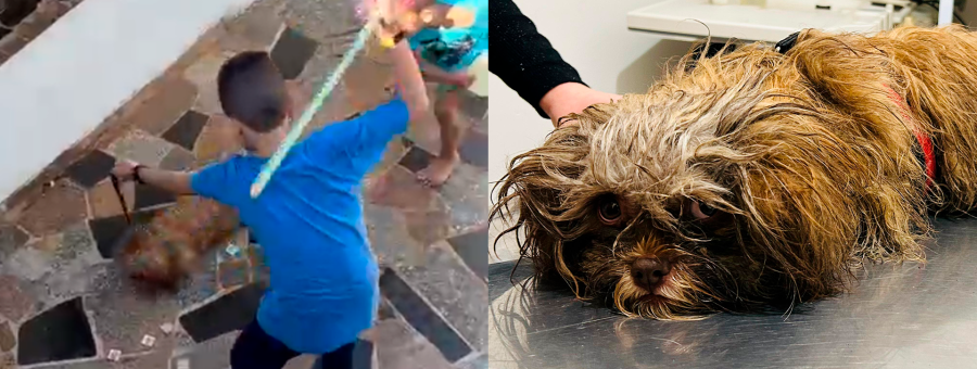 Criança de 9 anos é flagrada agredindo cachorro na Vila Santa Rosália