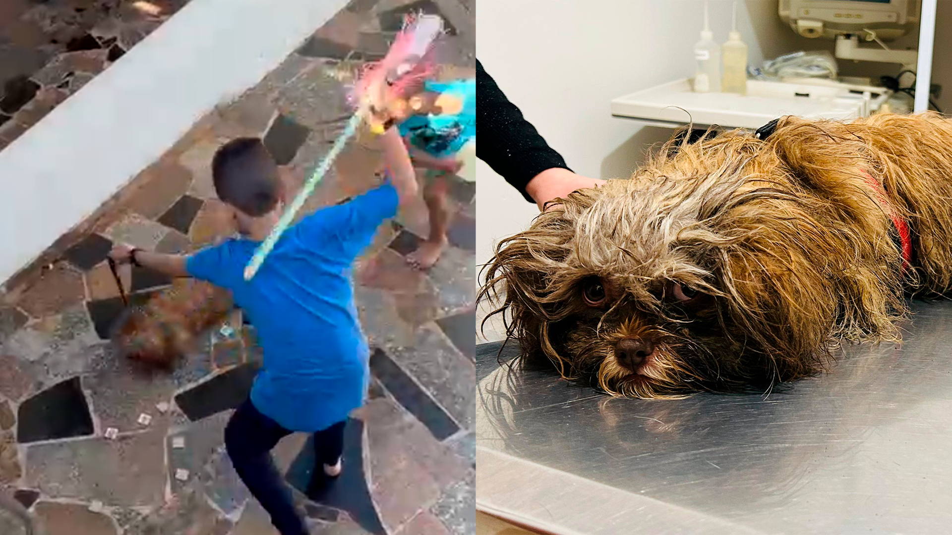 Criança de 9 anos é flagrada agredindo cachorro na Vila Santa Rosália