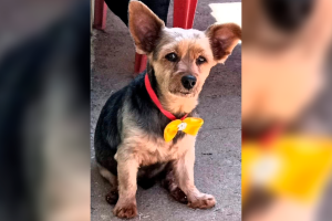 Família procura por cachorro da raça Yorkshire desaparecido em Limeira