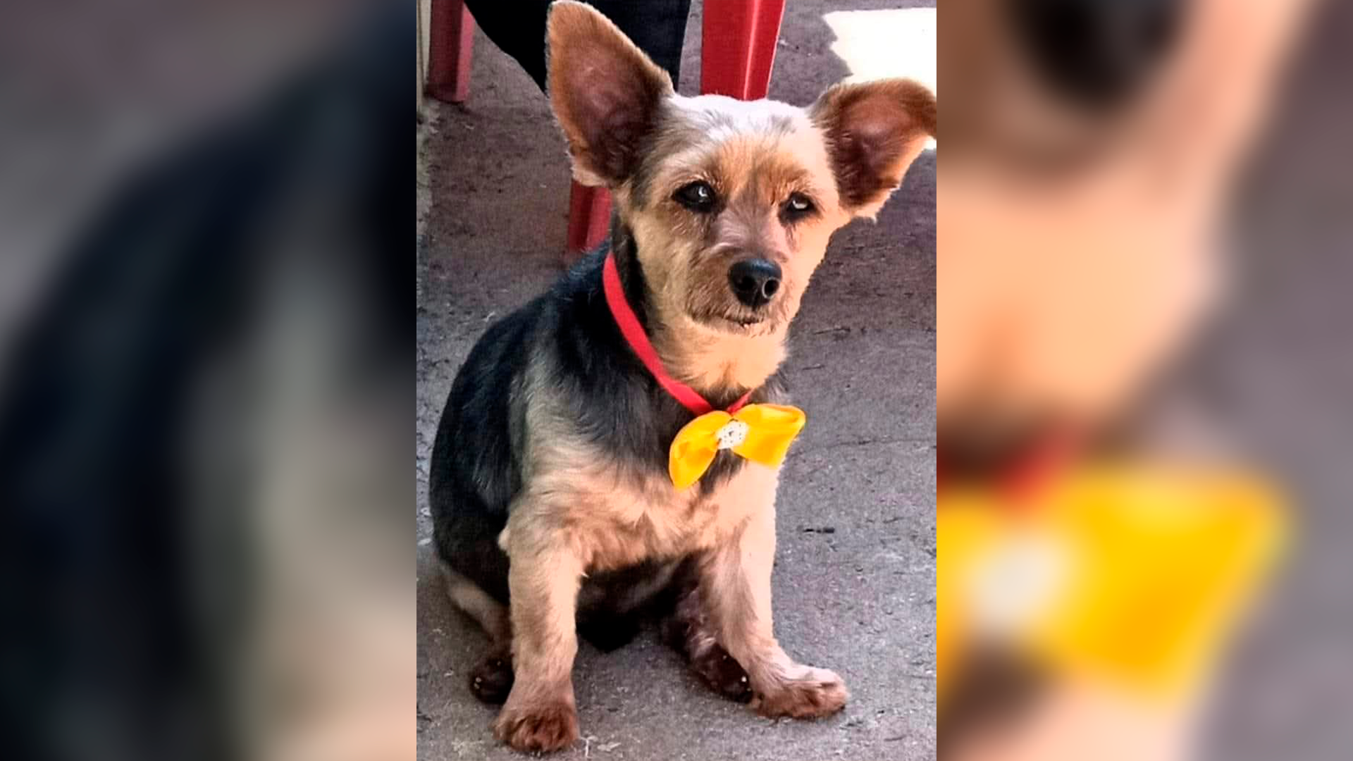 Família procura por cachorro da raça Yorkshire desaparecido em Limeira