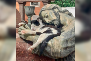 Gata que foi flagrada dormindo em estátua de Jesus no cemitério é encontrada morta