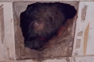 Márcio Barhum se comove ao resgatar cão agredido por crianças em Limeira