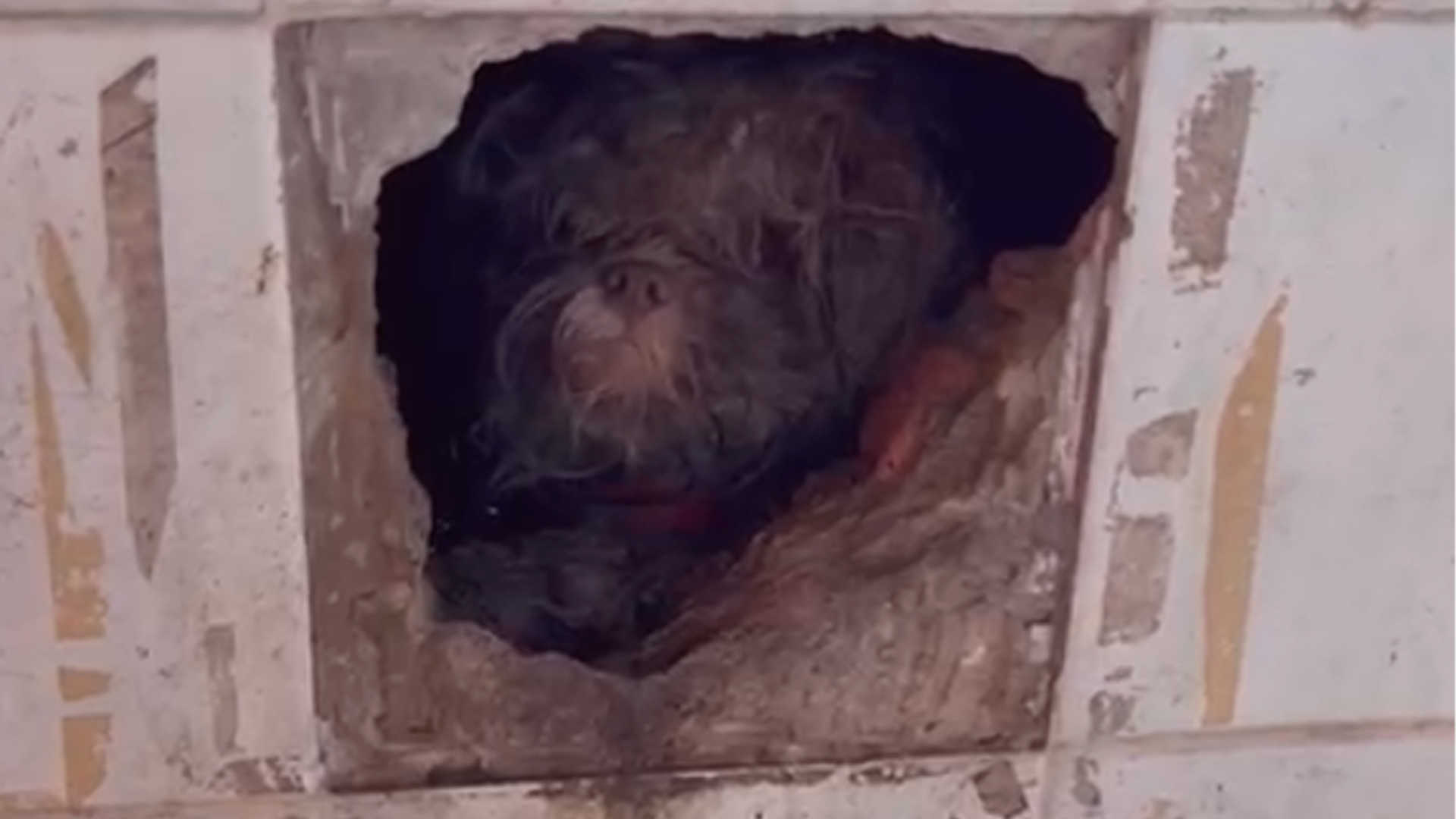Márcio Barhum se comove ao resgatar cão agredido por crianças em Limeira