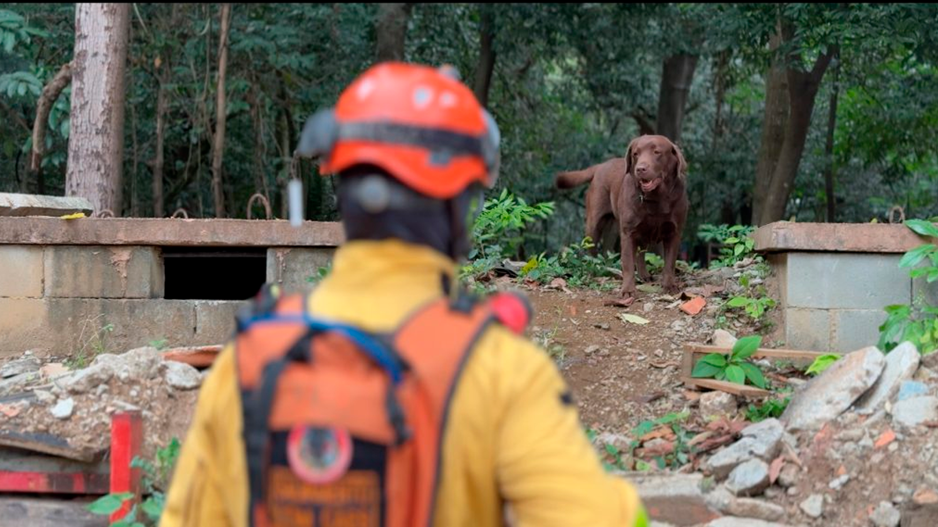 Operações de busca e salvamento entenda as habilidades dos cães bombeiros