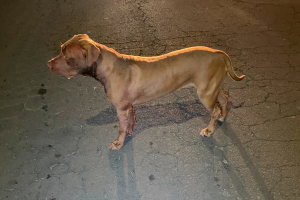 Pitbull ataca e mata cão comunitário no Jd. Lagoa Nova, em Limeira