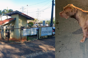 Pitbull que matou cão comunitário tentou atacar outros animais no Bem-Estar Animal