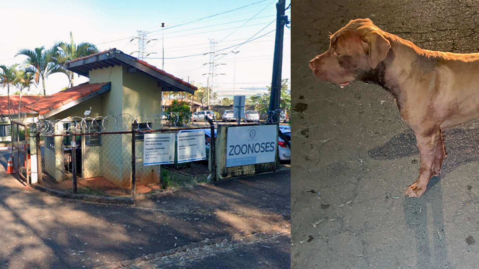 Pitbull que matou cão comunitário tentou atacar outros animais no Bem-Estar Animal