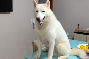 Tutora de Husky com doença grave faz apelo para custear tratamento