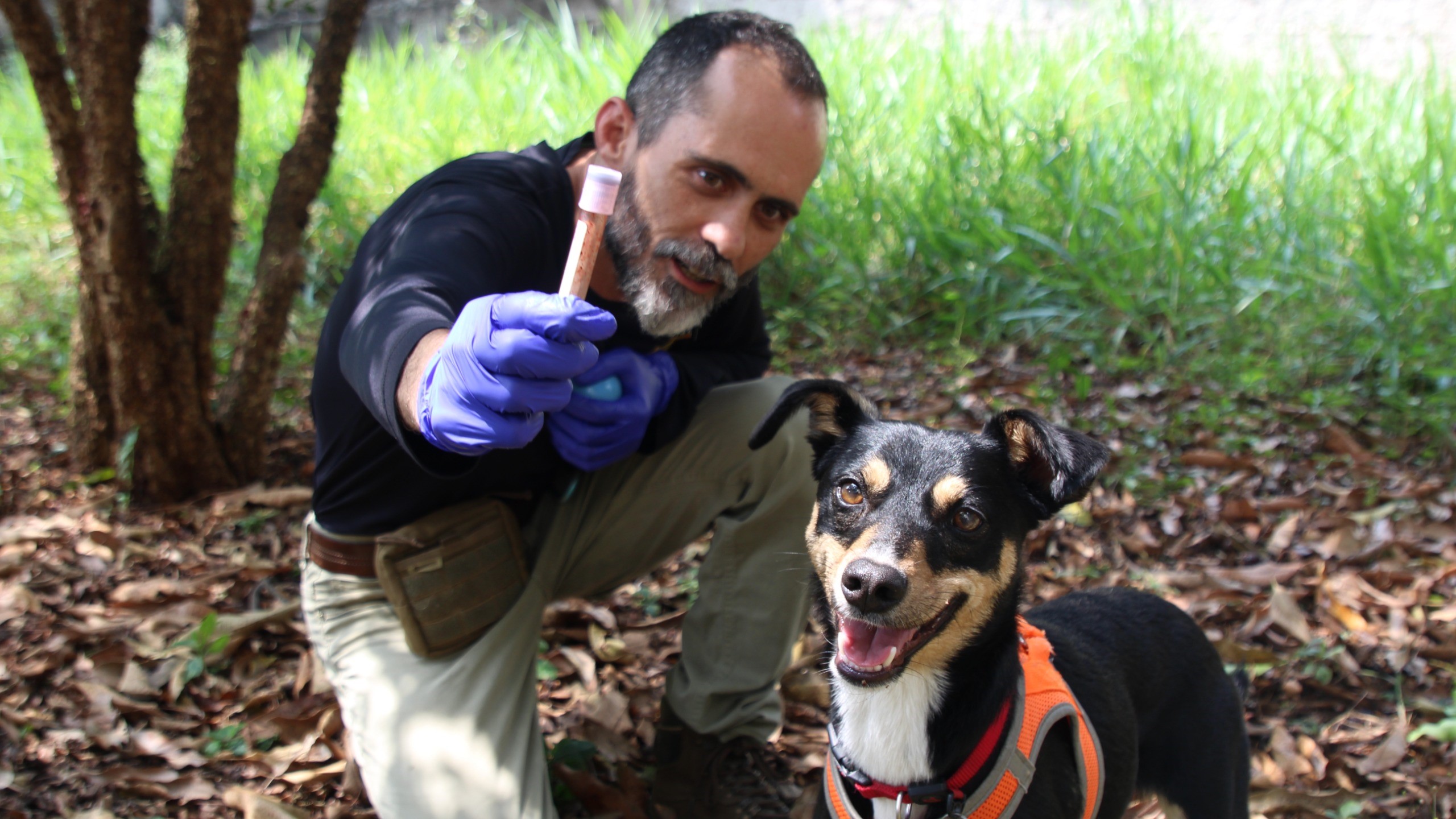 'Vira-lata' que detecta sangue humano se torna cão perito da Polícia Científica de SP