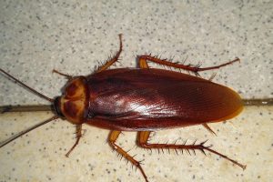 Baratas são a aposta da ciência para a transição energética