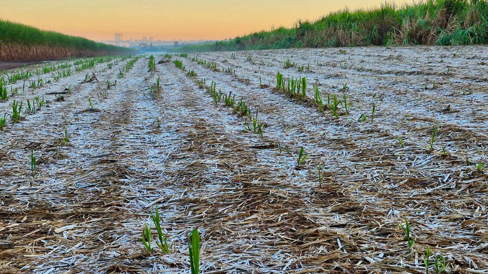 Com geada, frio intenso pinta campos de branco em Saltinho