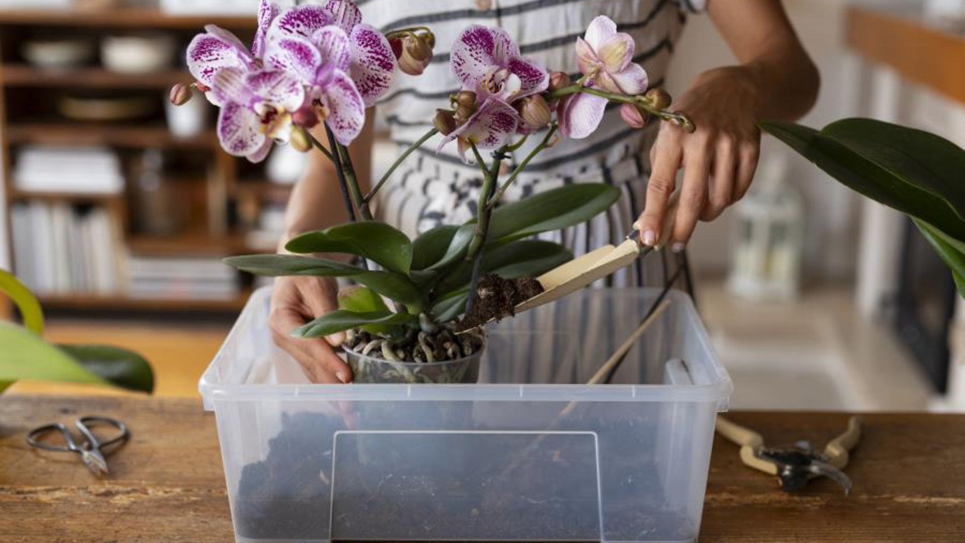 Curso de Cultivo de Orquídeas está com inscrições abertas em Limeira
