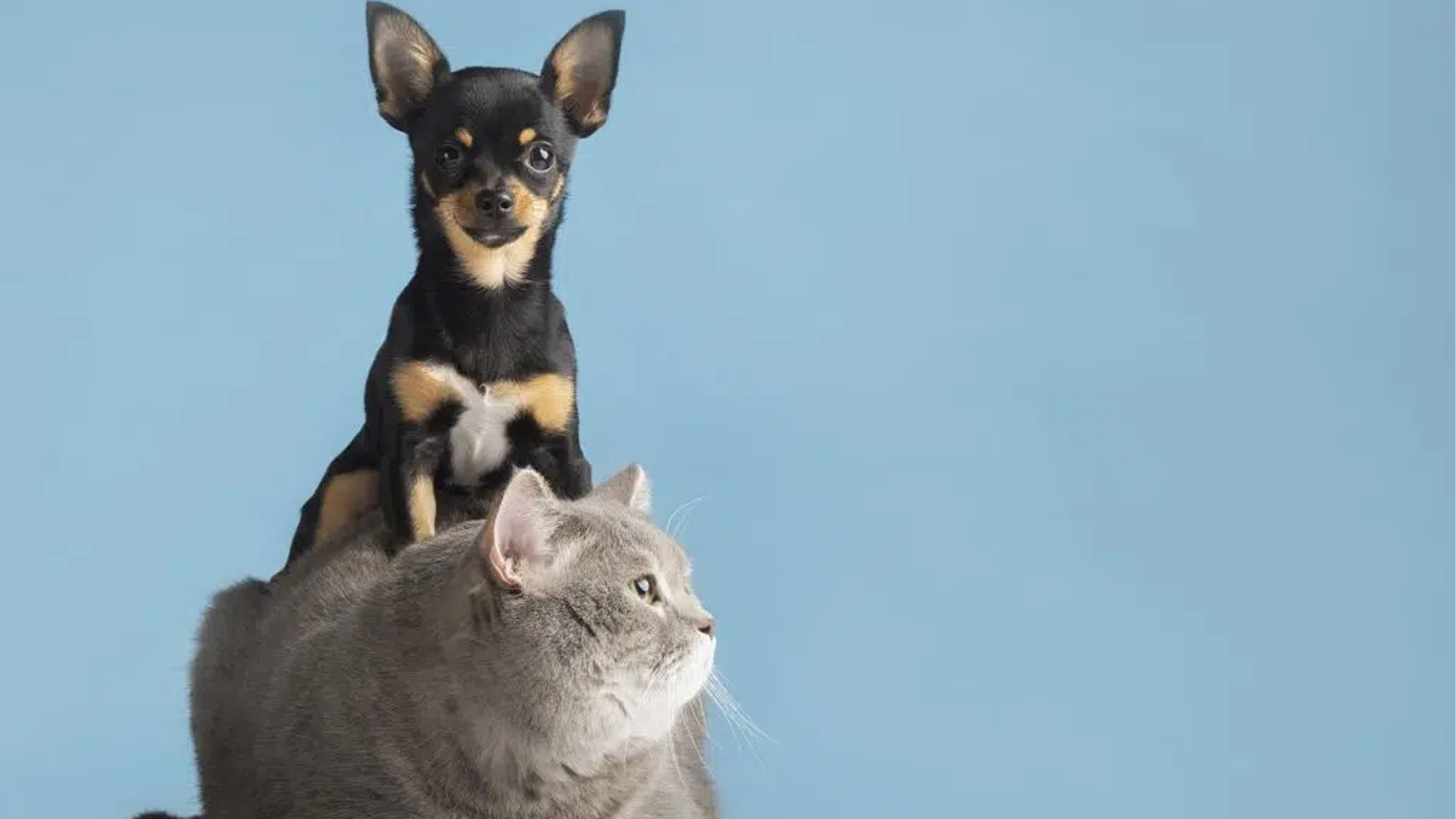 Governo de SP abre chamamento público para Programa Estadual de Castração de Cães e Gatos