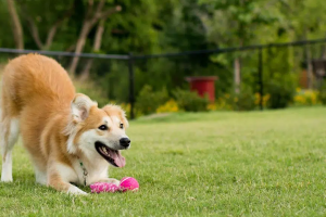 Governo de SP proíbe acorrentamento de pets e delimita novas regras para o bem-estar animal