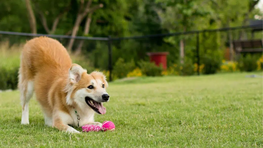 Governo de SP proíbe acorrentamento de pets e delimita novas regras para o bem-estar animal