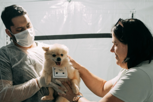 Mais de 300 animais são castrados neste fim de semana em Limeira