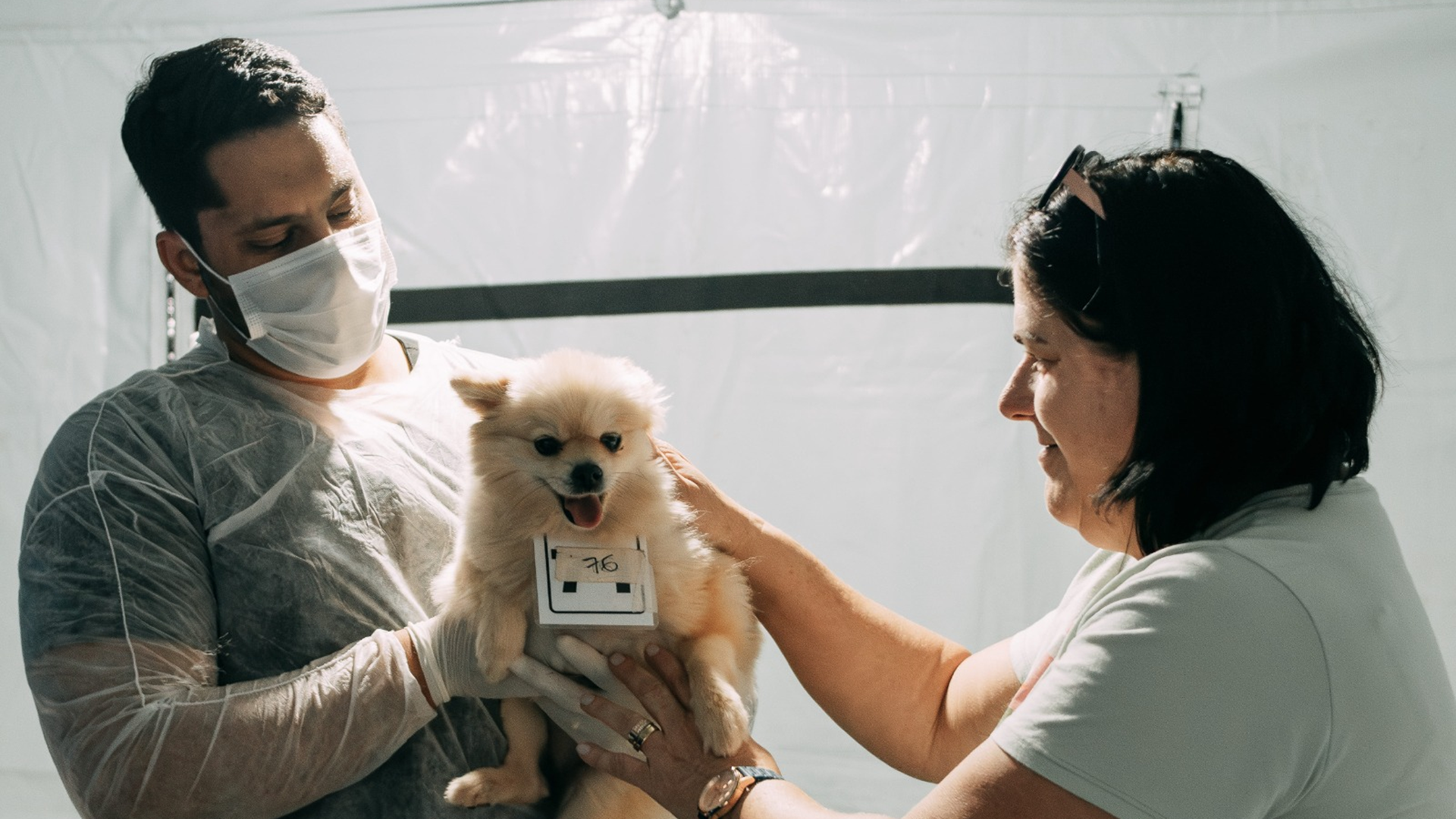 Mais de 300 animais são castrados neste fim de semana em Limeira