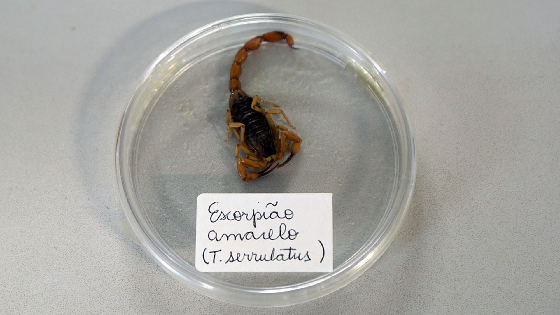 Zoonoses orienta população sobre cuidados para evitar escorpiões