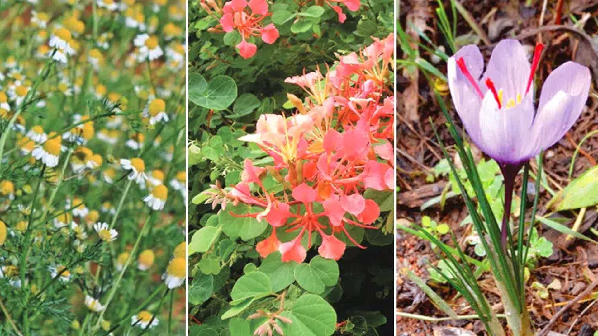 Camomila, pata-de-vaca e açafrão e-books gratuitos abordam o cultivo de plantas medicinais