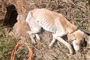 Cão é encontrado dentro de buraco no Victório Lucato, em Limeira