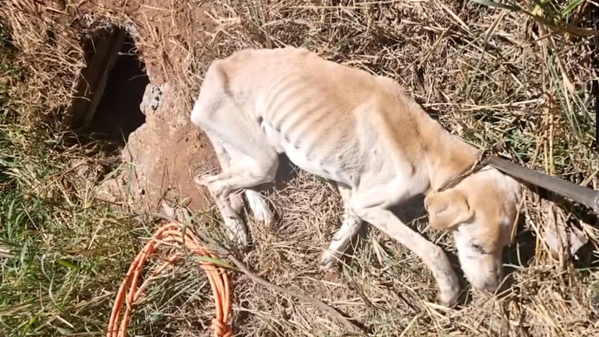 Cão é encontrado dentro de buraco no Victório Lucato, em Limeira