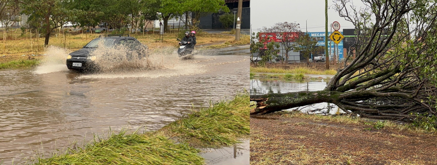 Chuva em Limeira tem queda de árvores, alagamento e falta de energia