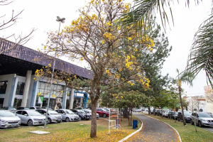 Desfile de 7 de Setembro em Limeira altera trânsito no Parque Cidade