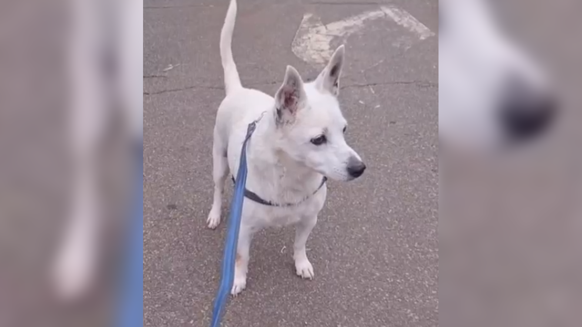 Dia de Adocão será realizado neste sábado no Limeira Shopping