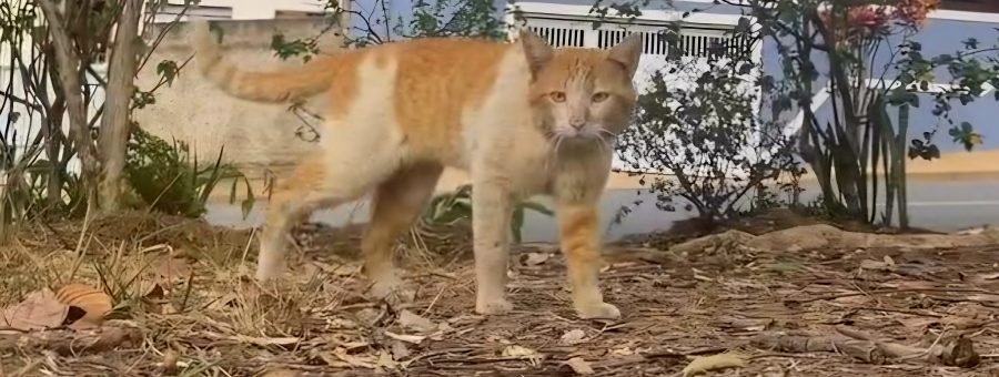Gato ferido por tiros de chumbinho é resgatado em Limeira