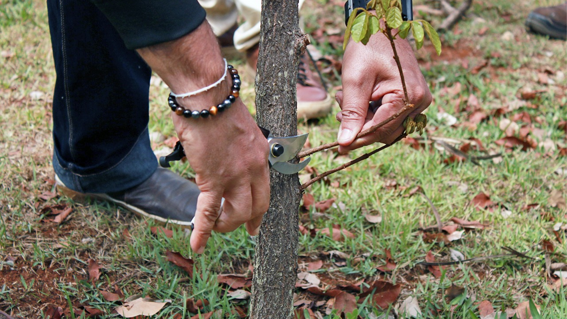 Prefeitura realiza curso para podadores; inscrições abrem na segunda (13)