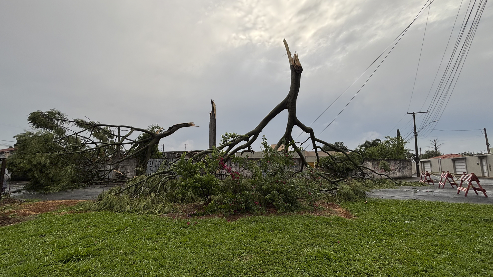 Árvore de grande porte cai e interdita rua na Chácara Antonieta, em Limeira