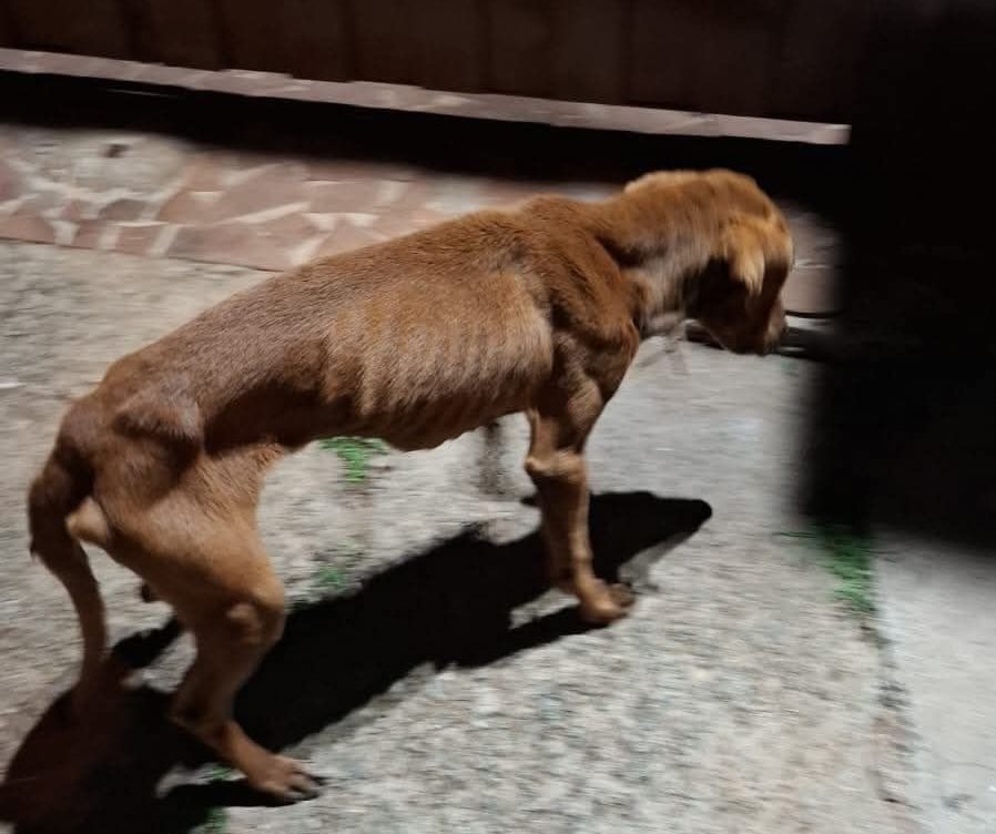 Cachorra é abandonada em Limeira e câmeras flagram tutor assista!